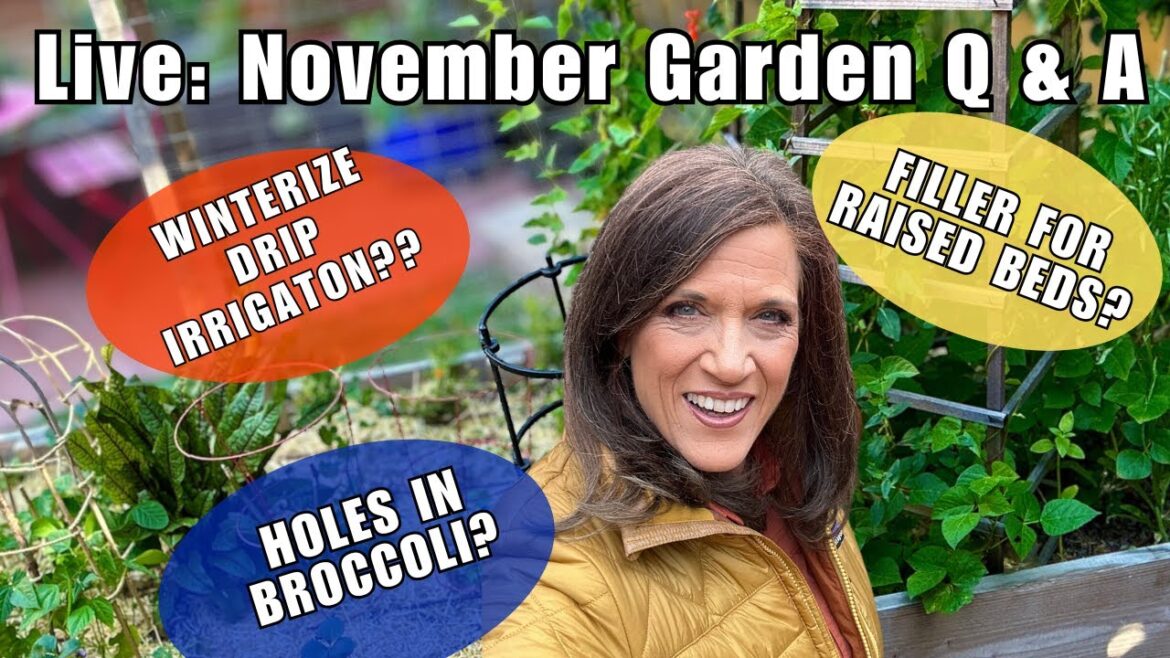 LIVE: November Garden Q&A: Holes in Broccoli, Winterize Drip, Filler for Raised Beds and More!