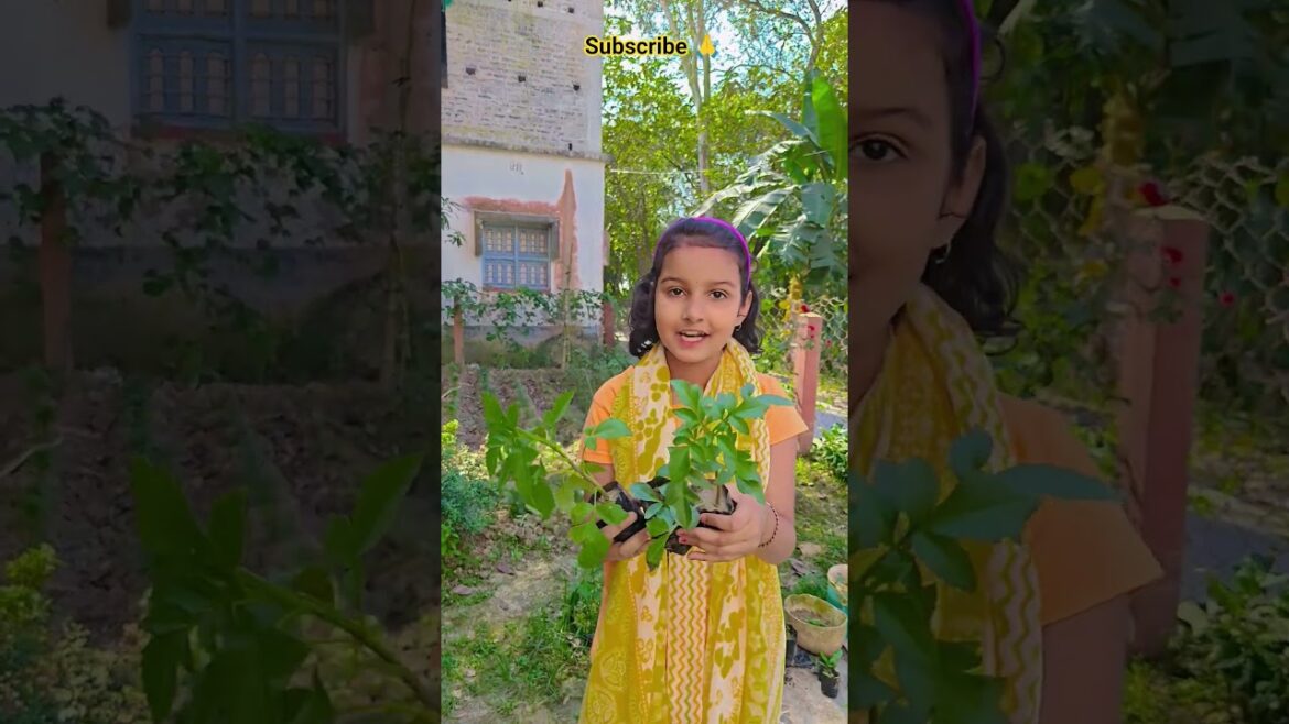 ডালিয়া গাছ প্রতিস্থাপন #garden #gardening #flowers #nursery #UpdateGardening ডালিয়া গাছ প্রতিস্থাপন #garden #gardening #flowers #nursery #UpdateGardening