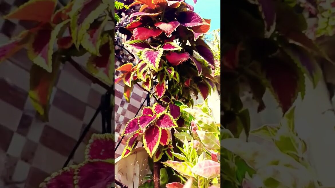 badi badi building Hai nahin #love #funny #terracegardenindia #gardendesign #flowers