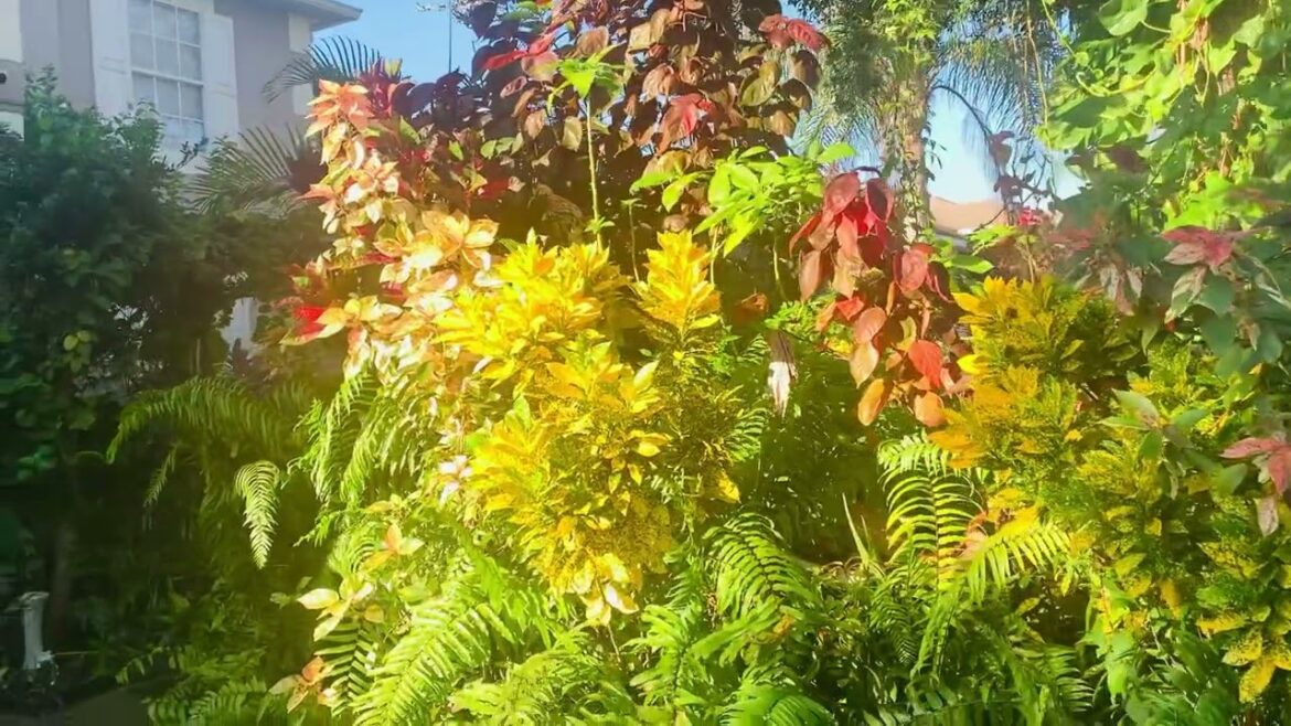 Sunday morning with me in the front yard garden Florida zone 9bOctober 2025