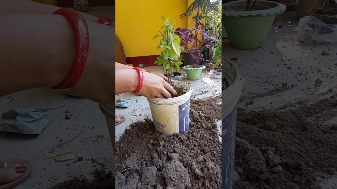 🌱 तुलसी जी के पौधे की repotting in terrace garden 🪴✨💚 #motivation #yt #shortsfeed #foodandflowers