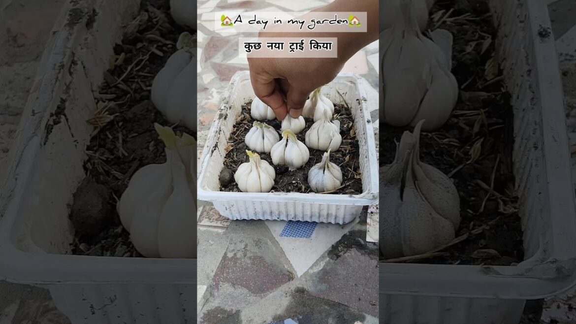 🏡A day in my garden 🏡/ #shorts #ytshorts #gardenvlog #garden
