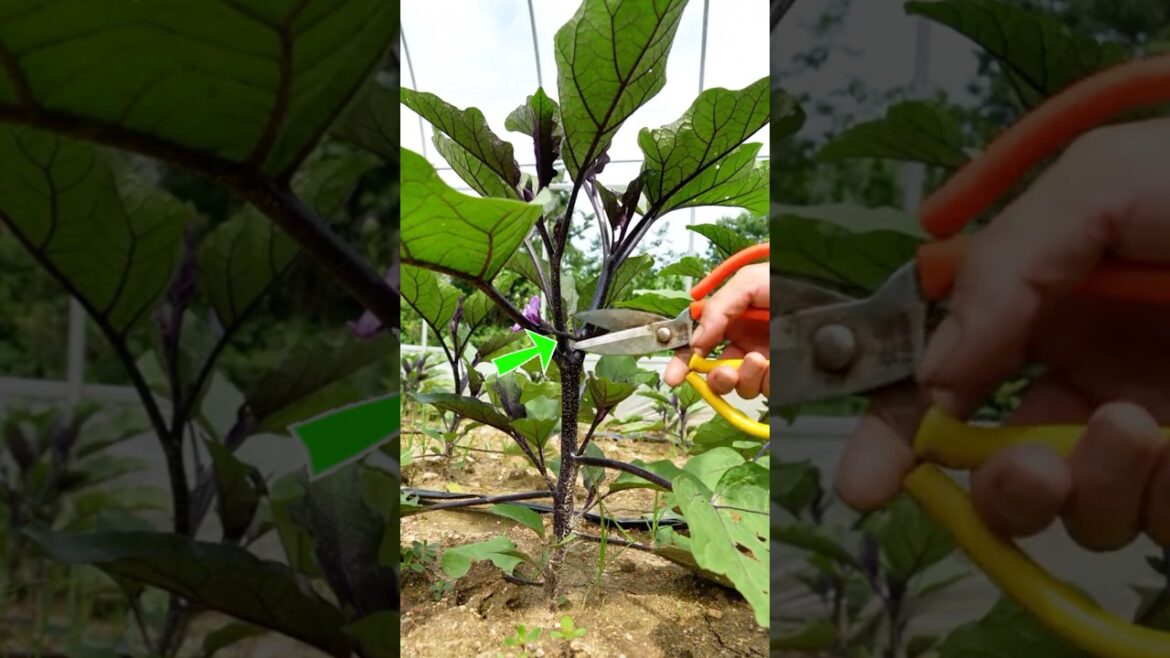 Tip to Prune Eggplant for High Yields #farmingtech @HappyFarm85 Tip to Prune Eggplant for High Yields #farmingtech @HappyFarm85