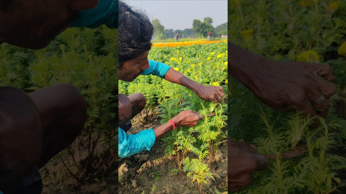 🌼 Marigold Propagation Made Easy | Morning Nursery Work #shorts 🌼 Marigold Propagation Made Easy | Morning Nursery Work #shorts