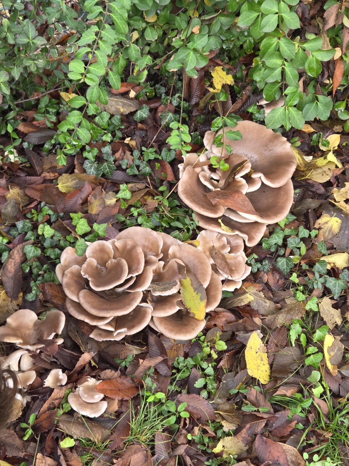 Found in yard in Ashland, KY. Brother (no experience in fungi identification) claims they are oyster mushrooms and safe to eat, but they don't look much like the images on Google, and also grew on the ground (most sources say trees) What are they? Are they safe to eat?