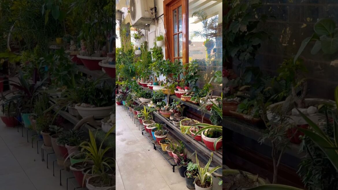 Miniature garden #balconygarden #gardendecor #plants ##miniature #gardening#shorts #ytshorts