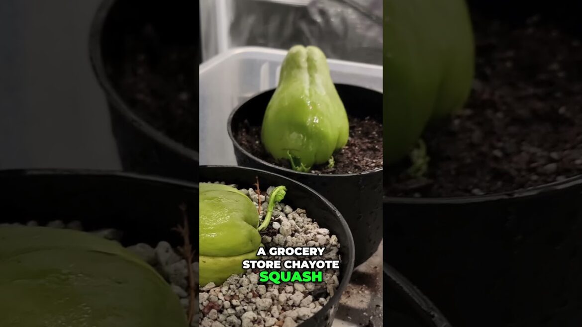 Grow Chayote Squash – Easy Backyard Gardening Guide 🌱🥒