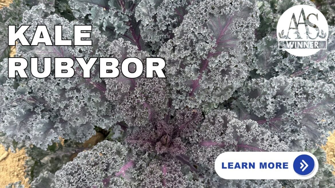Grow Gorgeous Edible Ornamentals: Meet AAS Winner 'Kale Rubybor'! 🥬#gardening #vegetables