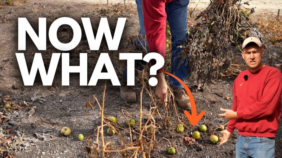 Crop Rotation is NOT Necessary For Home Gardeners