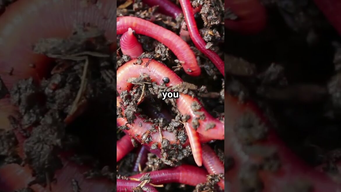 Worms in the Garden This Trick Will Blow Your Mind!
