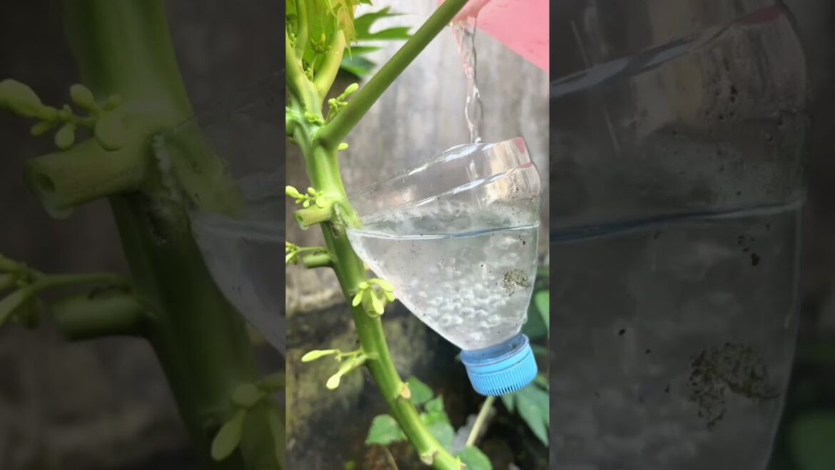 Trying the Papaya Tree Water Layering Technique Using Water Media. #gardening #creative #gardening Trying the Papaya Tree Water Layering Technique Using Water Media. #gardening #creative #gardening