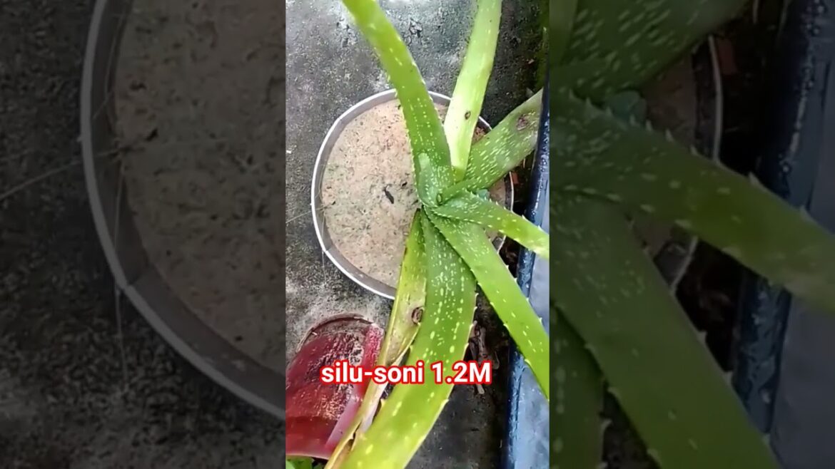 k phoda silu-soni alovera1.2M gardening #gardening #gardeningideas #plants #agriculture #autoplant