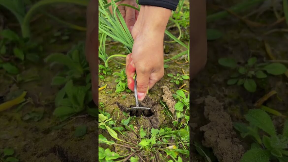 Pulling garlic #rurallife #vegetables #garden #rogator #short