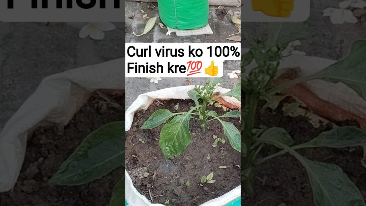 curl virus ko100%finish kre💯👍||#viral#shreejiheaven#gardening#curlvirustreatment#garden#viralshorts