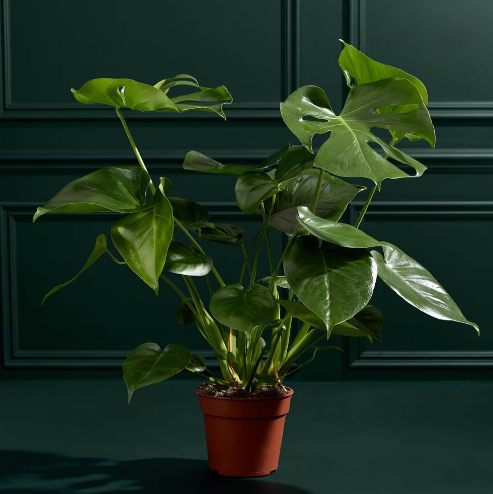 Large Monstera (Swiss Cheese Plant)