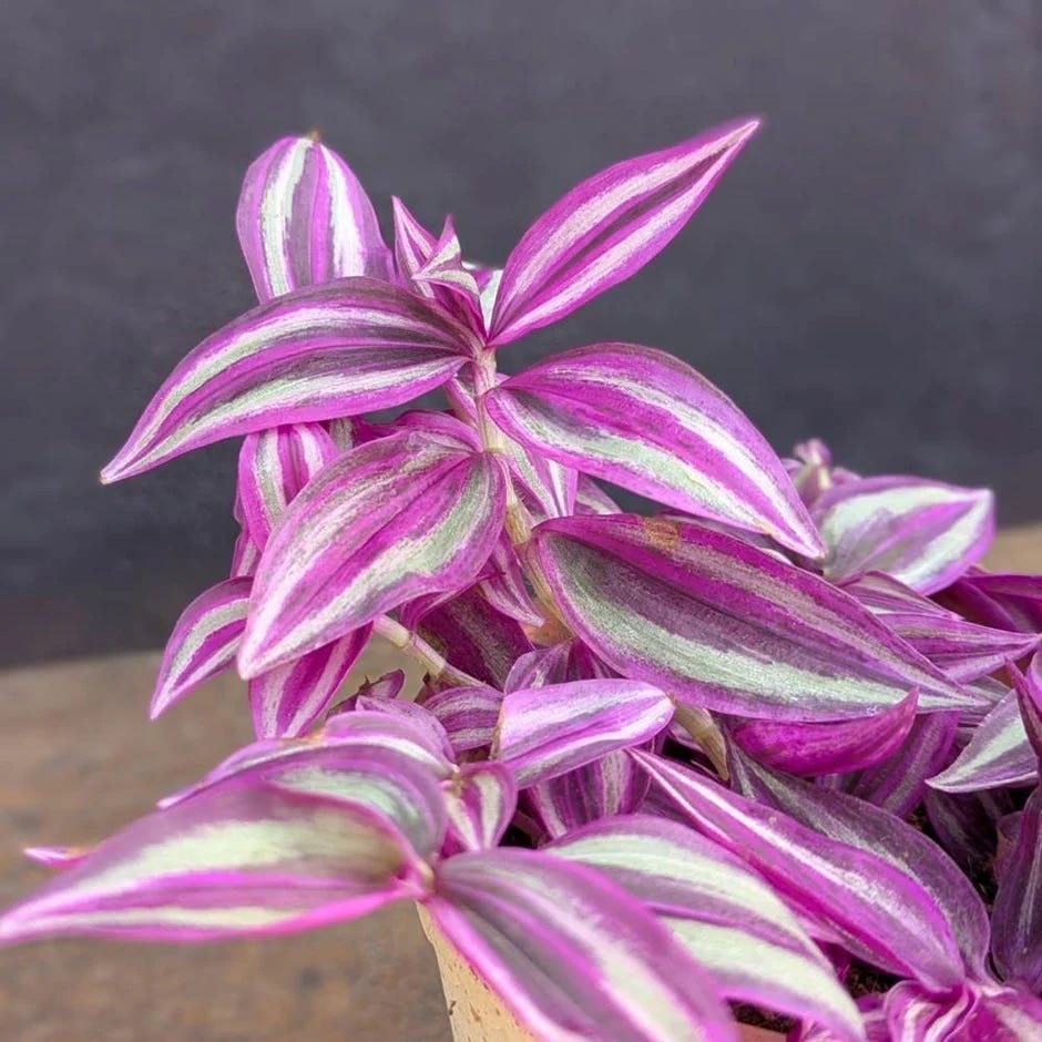 Tradescantia zebrina 'Pink Paradise'