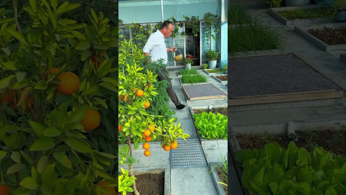 After retirement I live a rural life raising chickens and growing vegetables