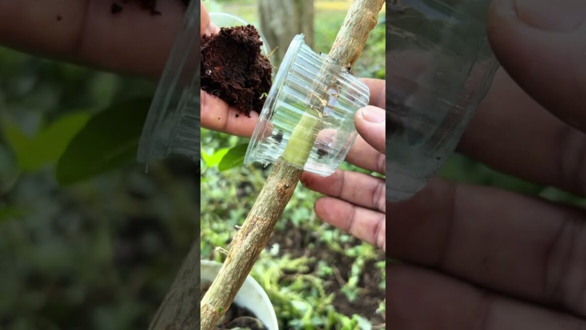 Creative and unique air Layering.#bonsai #unique #creative #entrepreneurship #shorts #shortsfeed #yt