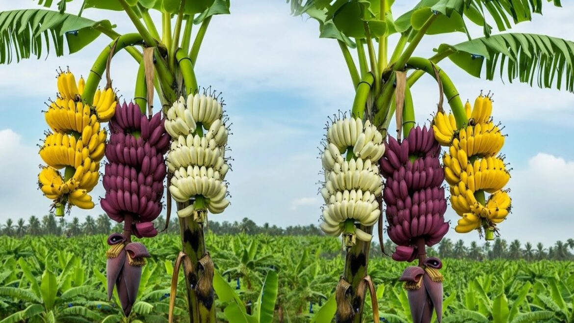 The Crazy way to grow a banana that produces three colors of fruit ,How to Grow Banana at Super Fast