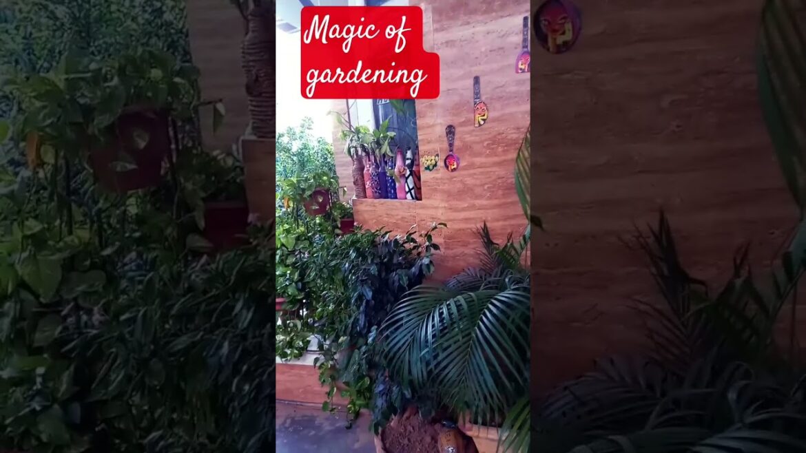 magic of gardening❣️|#shortsfeed#ytshort #youtubeshorts#trending shorts#viralshort#garden #gardening