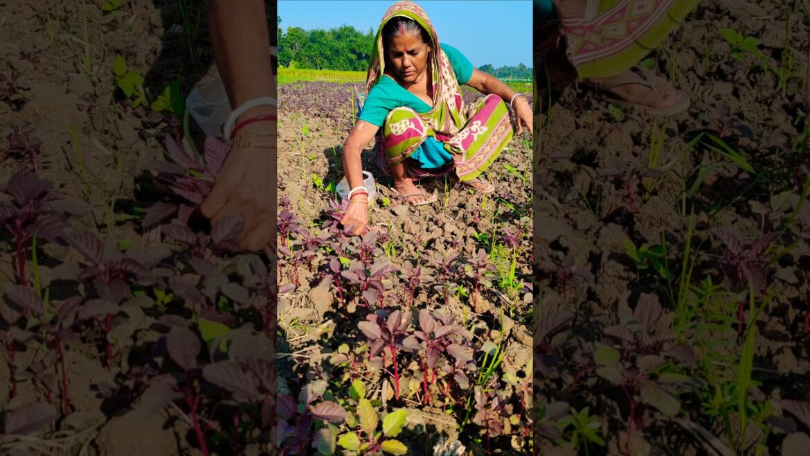Woman Farmer Harvests Fresh Red Amaranth (Lal Shak) at Sunrise #shorts