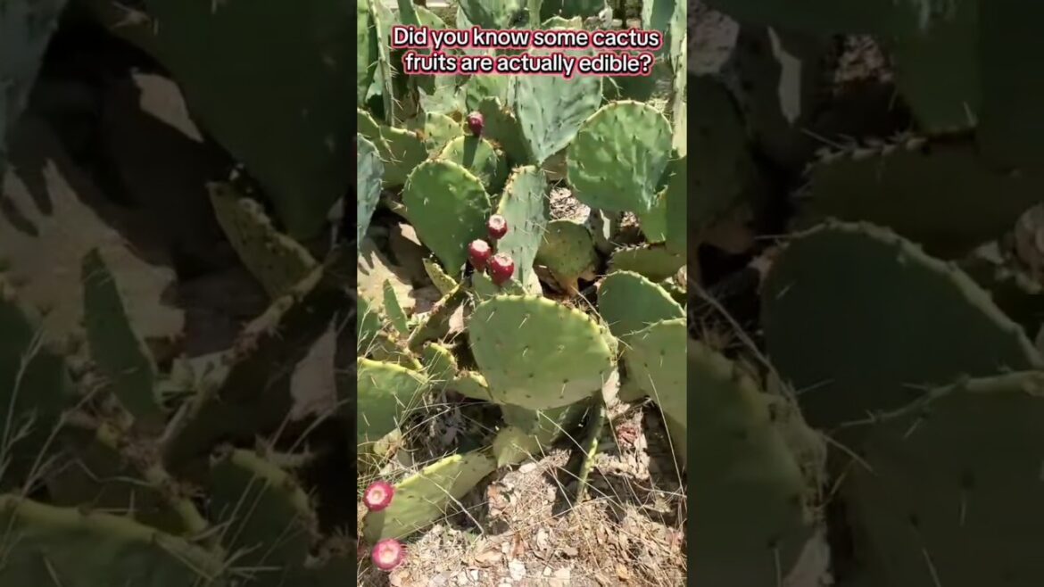 Have YOU Seen These Red Cactus Fruits Before? #shorts #cactusfruit #funfact