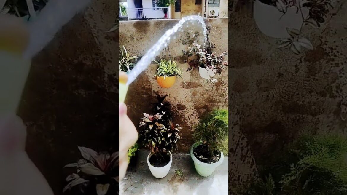 Gardening Tips #gardening #plants #motivation #ytshorts #viralshorts Gardening Tips #gardening #plants #motivation #ytshorts #viralshorts
