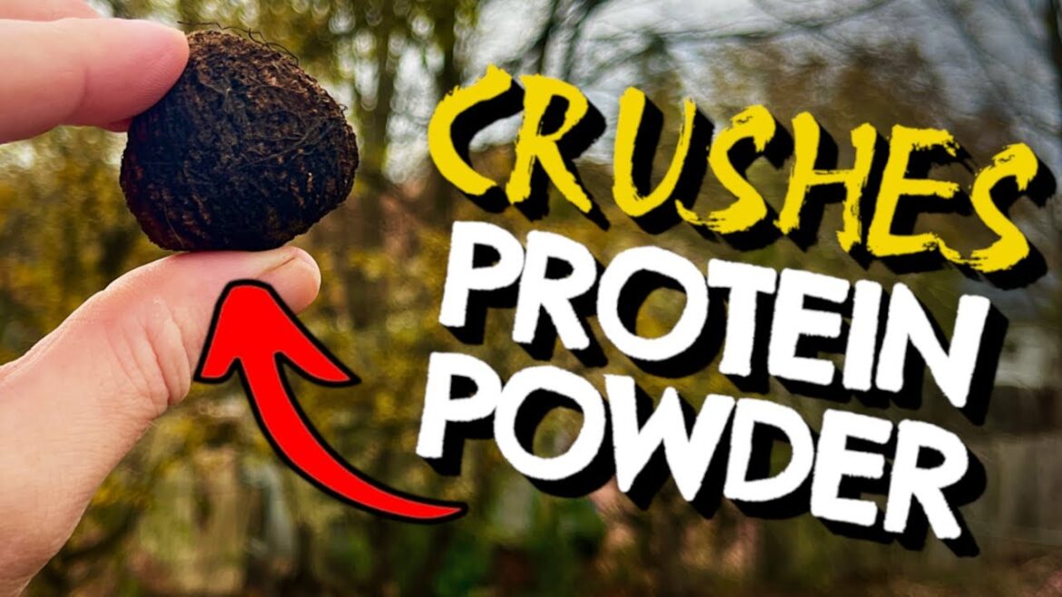 7 Wild Nuts & Seeds that CRUSH Store-Bought Protein Powders