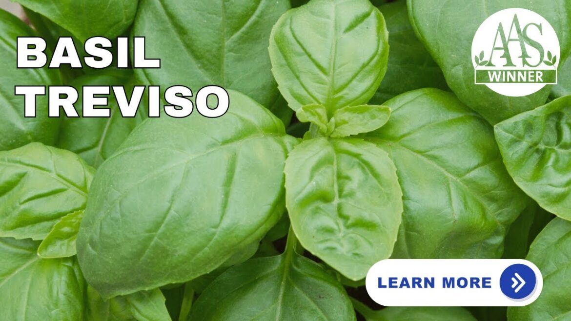 All-America Selections Flowers & Vegetables: The Ultimate Basil: Meet AAS Winner ‘Basil Treviso’! 🌿#VegetableGardening #herbgardening The Ultimate Basil: Meet AAS Winner 'Basil Treviso'! 🌿#VegetableGardening #herbgardening