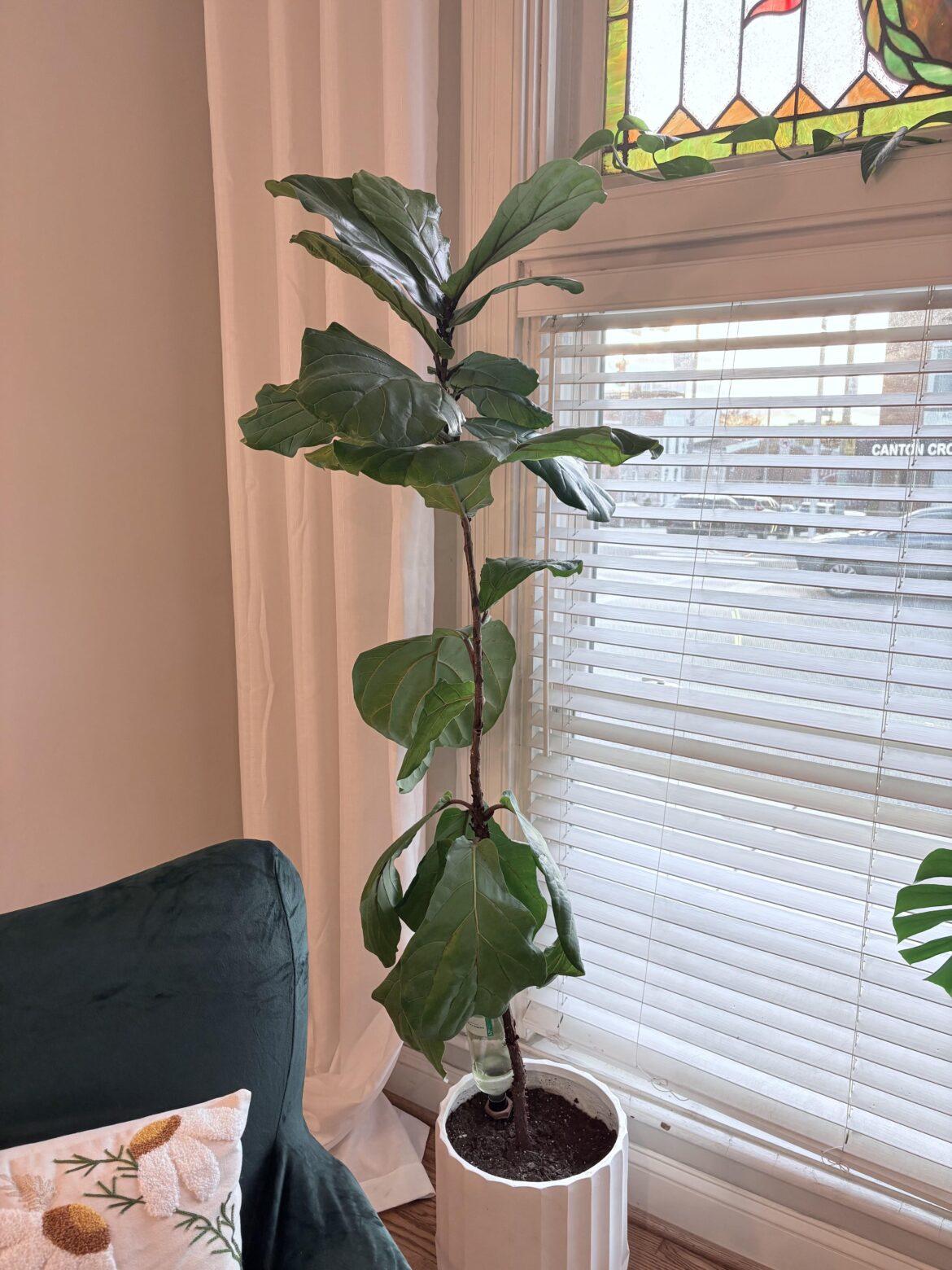 Advice needed!