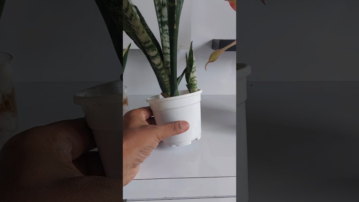 Indoor Snake Plant Care | Removed Pup to Save the Pot