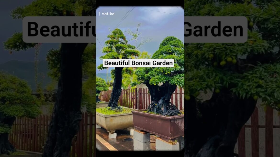 Most Beautiful Ancient Bonsai Tree Garden Tour