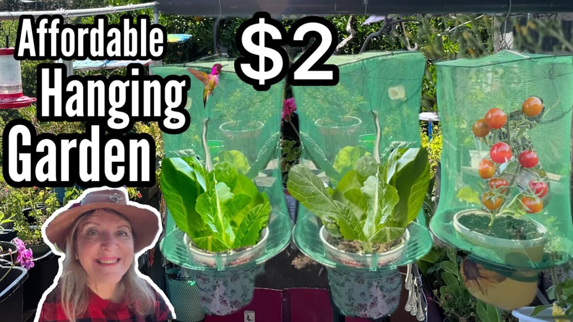 Hanging Garden Pest FREE, Small Space Growing Container Vegetable Gardening Lettuce Herbs Cilantro Hanging Garden Pest FREE, Small Space Growing Container Vegetable Gardening Lettuce Herbs Cilantro