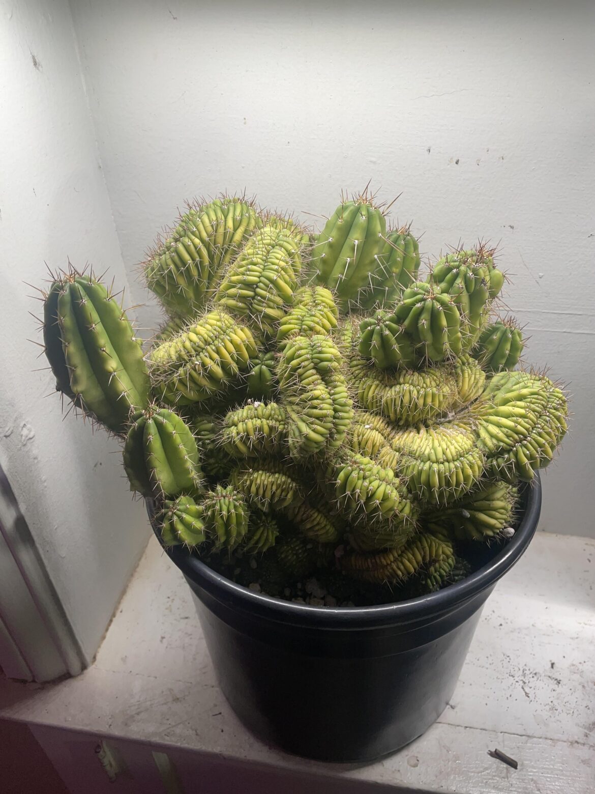 My San Pedro Mutant Crest