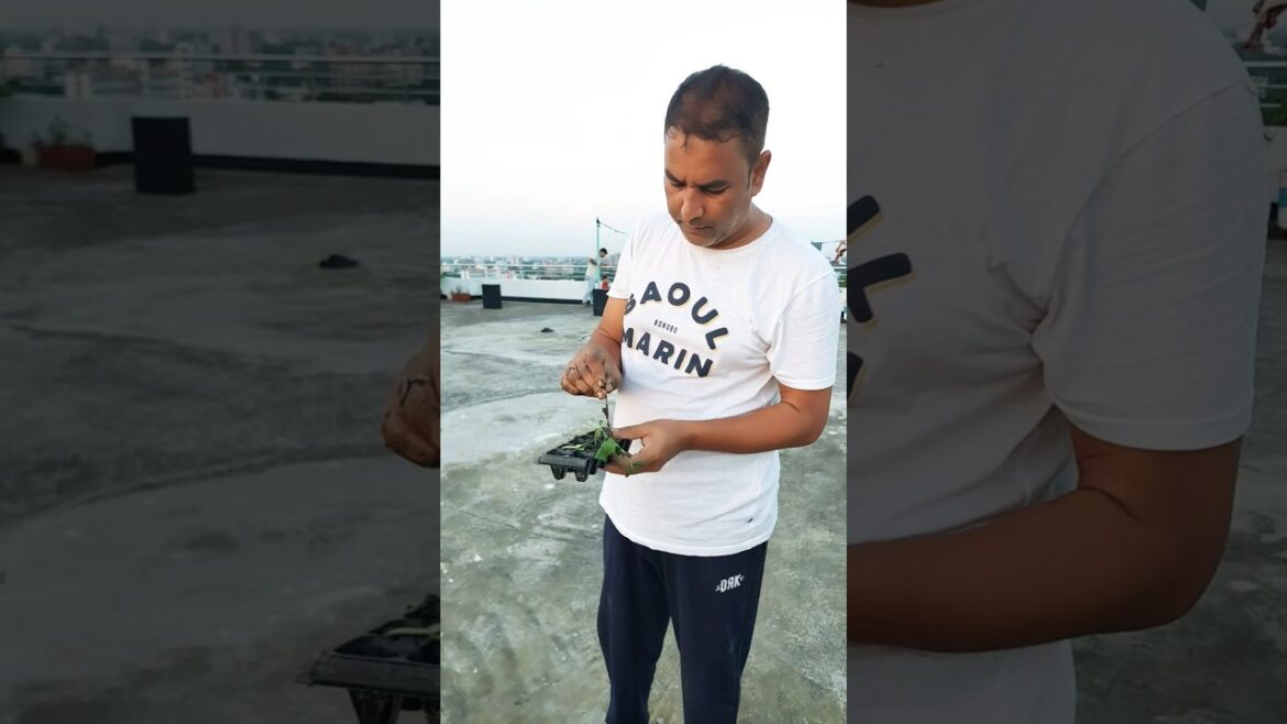 সিবলিং ট্রের সুবিধা হল পোকা বিষ খেয়ে ফেলে না #সিপ্ল্লিং #ট্রে #gardeningtools #greenrooftopবীজ