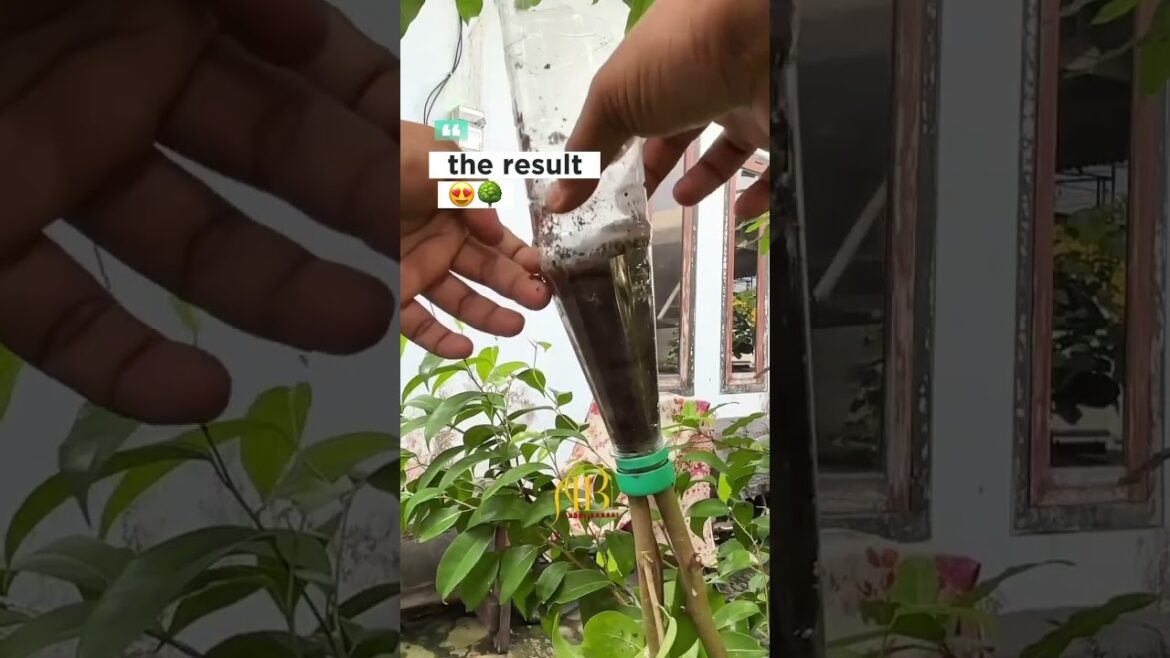 Success! Experiment with Air Layering Technique Using Used Bottles as Containers😍🌳#airlayering #yt