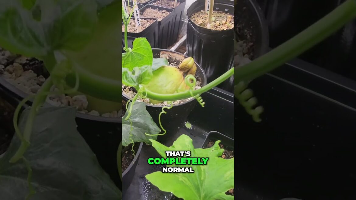 Growing Chayote Squash: From Sprout to Harvest 🌱🥒