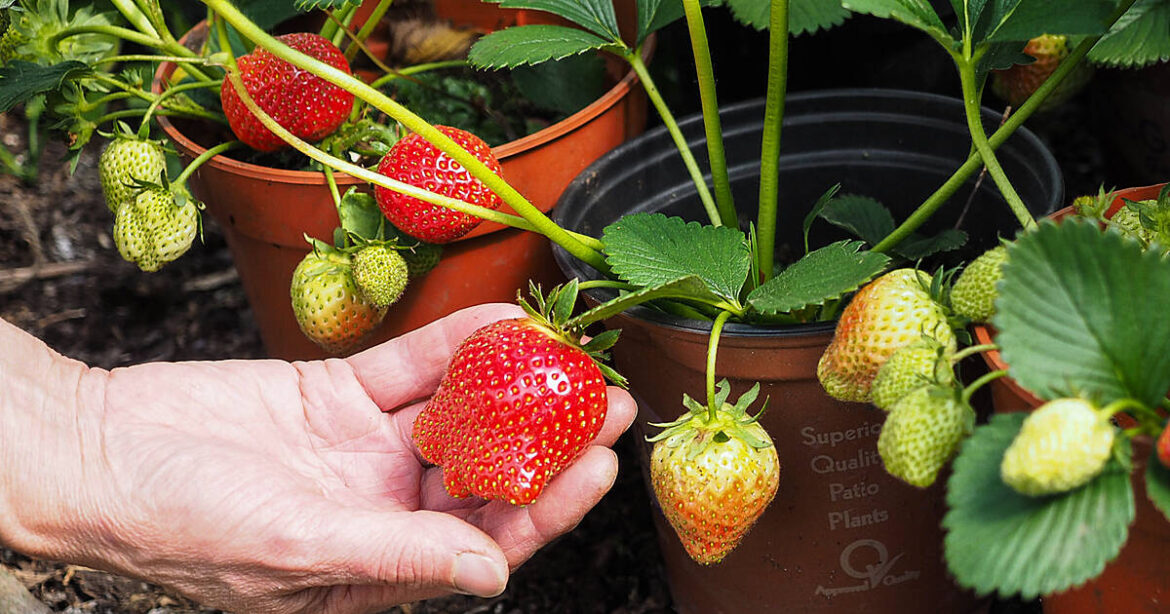 GARDENING: It’s been a good May, so far