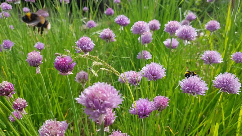 chives with chive flowers and bumblebees