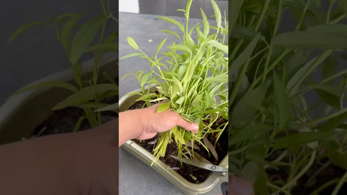 Harvesting Water Spinach from a Small Container #gardening #plants #shorts #youtubeshorts
