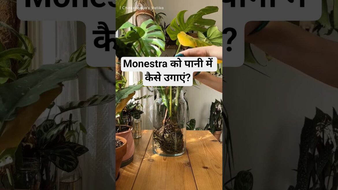 Growing Monstera In Water Easy Hydroponic Plant Care Guide