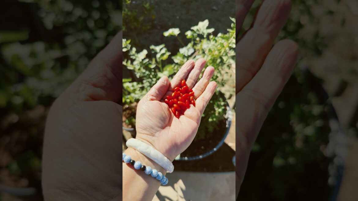 Goji Berry, going 2 plant Fuji Apple seeds #backyard #garden #gardening #love #nature #harvest