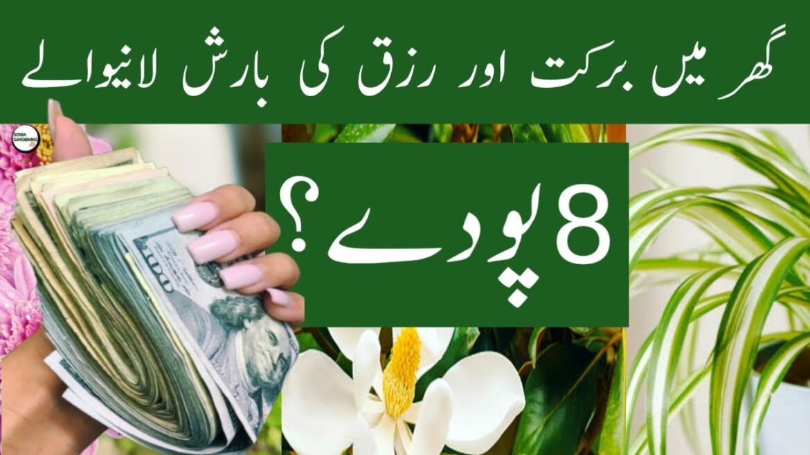 8 Powerful Indoor Plants for Wealth and Blessings at Home 8 Powerful Indoor Plants for Wealth and Blessings at Home