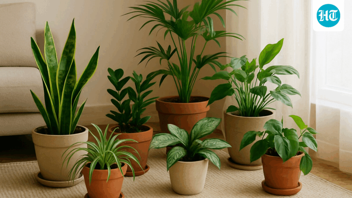 10 air purifying indoor plants that thrive in dark spaces: Best picks for Indian homes with low light