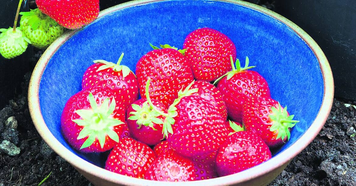 GARDENING: Plants thrive with any mix