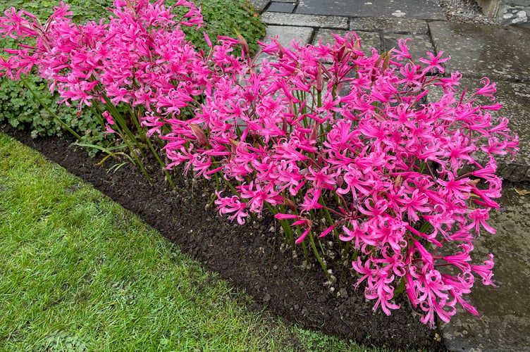 Nerines