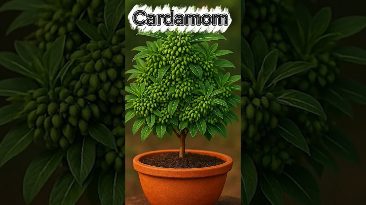 🌱 Cardamom Plant Propagation Step-by-Step | Home Gardening Guide