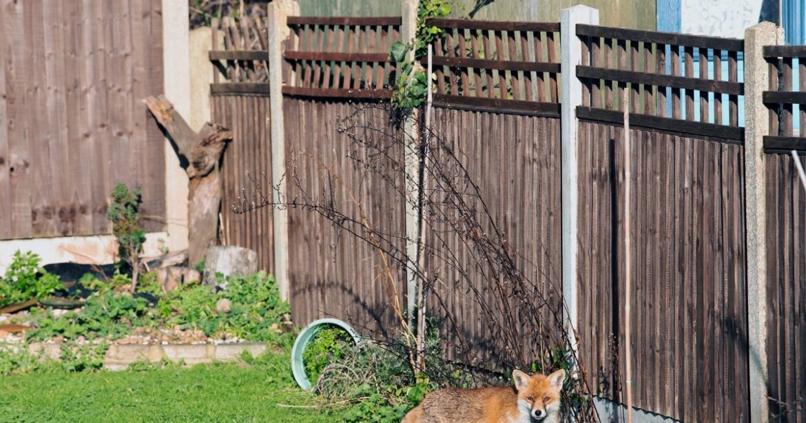 Foxes will stop digging up gardens if two kitchen scraps are scattered in soil Devon Live