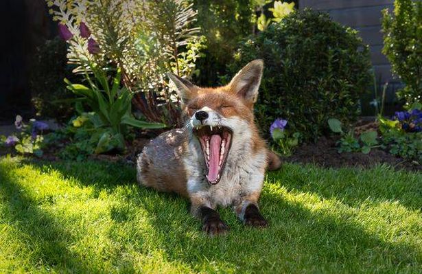 Portrait of a red fox yawning on green grass in a garden, framed by vibrant spring flowers, UK.