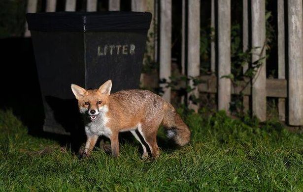 Red fox standing near a litter bin at night